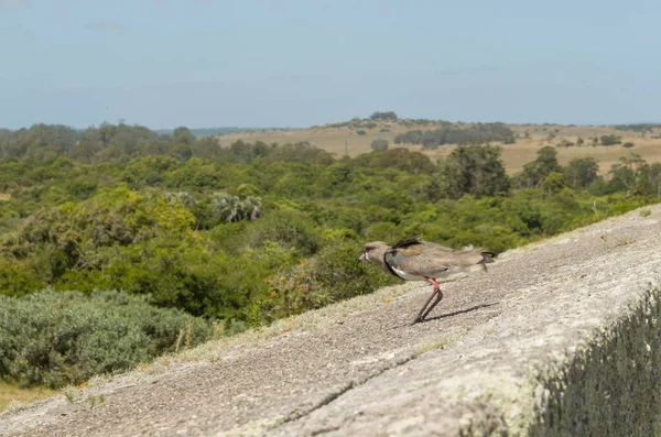 鳥ヴァネラス チレンシス Quero Quero 岩の上を飛ぶ準備ができて — ストック写真