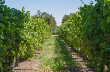 Canelos bölgesindeki Uruguay şaraphanesinde Avrupa üzümlerinden oluşan güzel bir sarmaşık. Moscato üzümleri.
