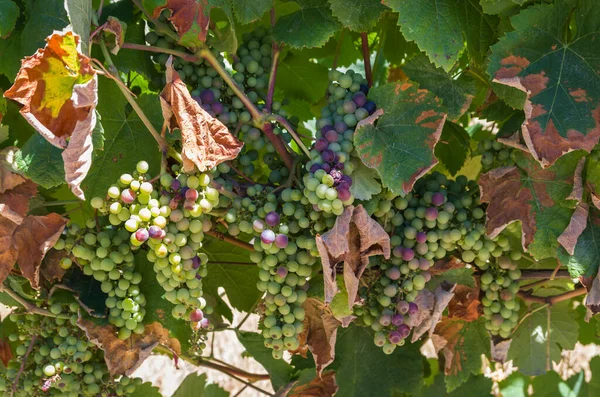 Bela Vinha Uvas Europeias Adega Uruguaia Região Canelos Uvas Moscato — Fotografia de Stock