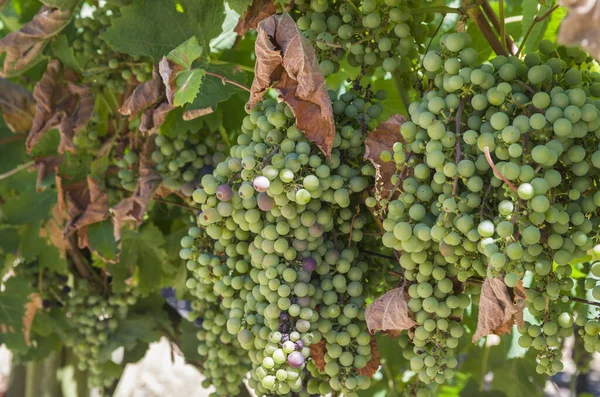 Hermosa Vid Uvas Europeas Bodega Uruguaya Región Canelos Uvas Moscato — Foto de Stock