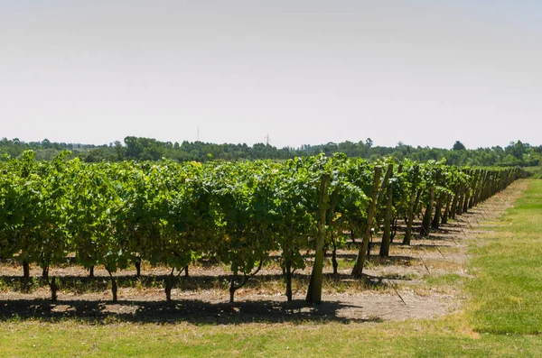 Красивая Виноградная Лоза Европейского Винограда Уругвайской Винодельне Регионе Канелос Виноград — стоковое фото