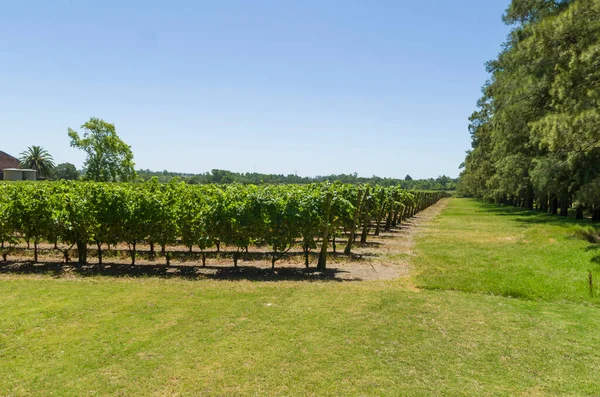 Beautiful Vine European Grapes Uruguayan Winery Canelos Region Moscato Grapes — Stock Photo, Image
