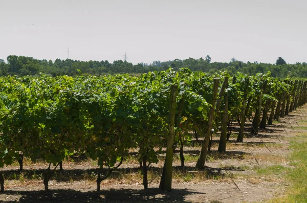 Prachtige Wijnstok Van Europese Druiven Uruguayaanse Wijnmakerij Canelos Regio Druiven — Stockfoto