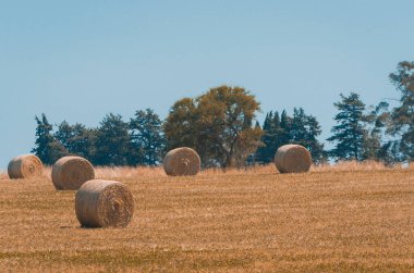 Bir uruguay tarlasında saman balyalarının güzel panoramik manzarası. Gökyüzü açık.