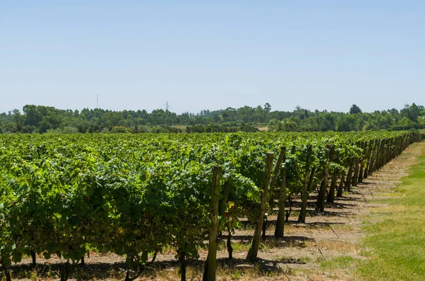Prachtige Wijnstok Van Europese Druiven Uruguayaanse Wijnmakerij Canelos Regio Druiven — Stockfoto