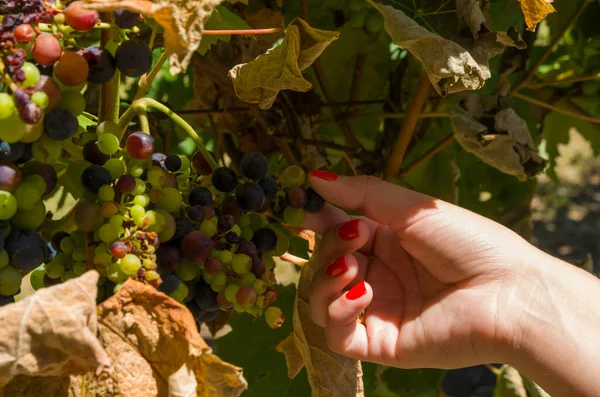 Mano Mujer Recogiendo Sosteniendo Racimo Uvas Vino Viñedo — Foto de Stock