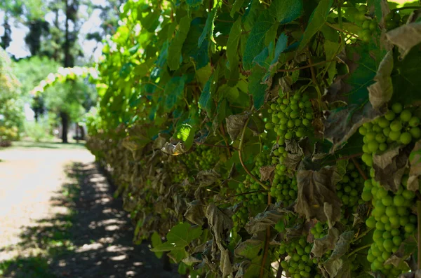 Hermosa Vid Uvas Europeas Bodega Uruguaya Región Canelos Uvas Moscato — Foto de Stock