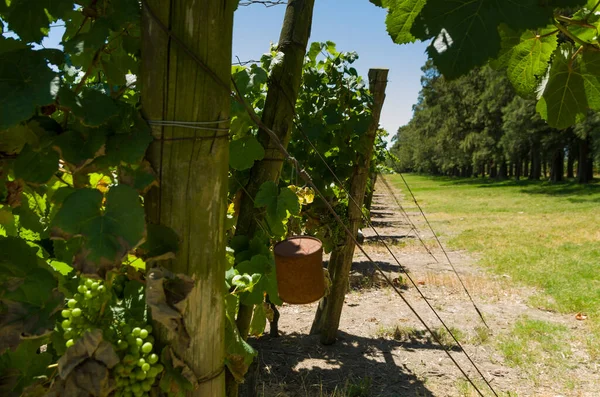 Beautiful Vine European Grapes Uruguayan Winery Canelos Region Moscato Grapes — Stock Photo, Image