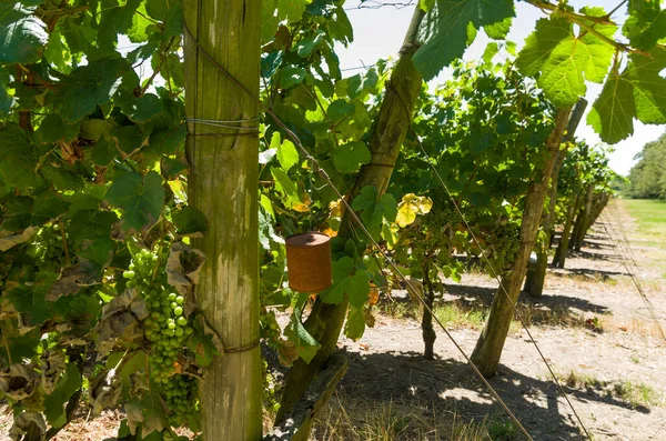 Hermosa Vid Uvas Europeas Bodega Uruguaya Región Canelos Uvas Moscato — Foto de Stock