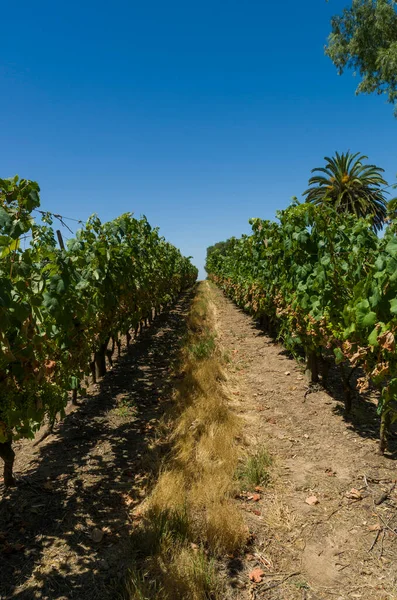 Mano Mujer Recogiendo Sosteniendo Racimo Uvas Vino Viñedo —  Fotos de Stock