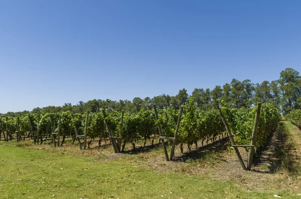 Bela Vinha Uvas Europeias Adega Uruguaia Região Canelos Uvas Moscato — Fotografia de Stock