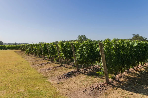 Hermosa Vid Uvas Europeas Bodega Uruguaya Región Canelos Uvas Moscato — Foto de Stock