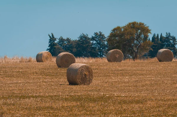 Schöner Panoramablick Auf Heuballen Einem Uruguay Farmfeld Klarer Himmel — Stockfoto