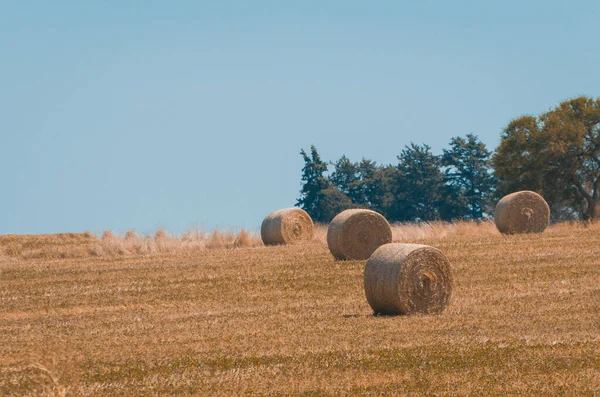 Beautiful Panoramic View Hay Bales Uruguay Farm Field Clear Sky — Stock Photo, Image