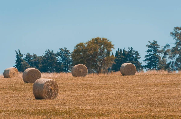 Bela Vista Panorâmica Fardos Feno Campo Fazenda Uruguai Céu Limpo — Fotografia de Stock