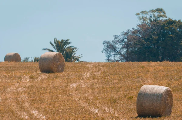 Beautiful Panoramic View Hay Bales Uruguay Farm Field Clear Sky — Stock Photo, Image