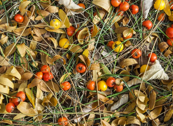 Fallen Fruits on meadow — Stock Photo, Image