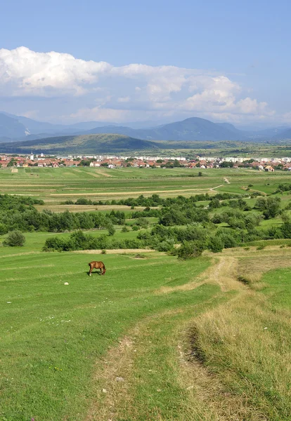 Brown horse on landscape — Stock Photo, Image