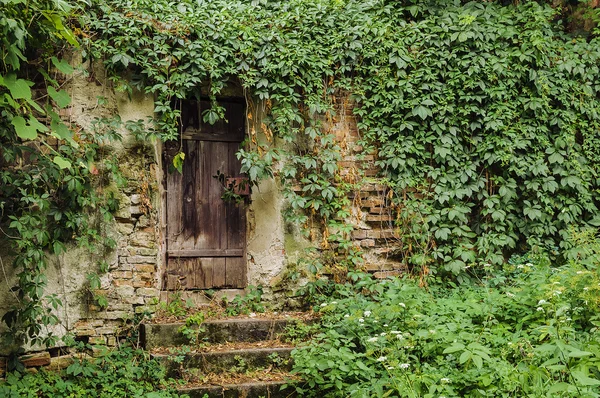 门和墙上的一座房子，长满了常春藤 — 图库照片