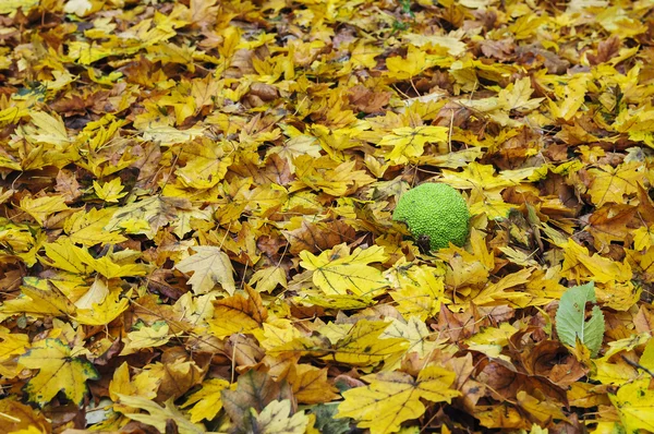 Osage orange in autumn leaves — Stock Photo, Image