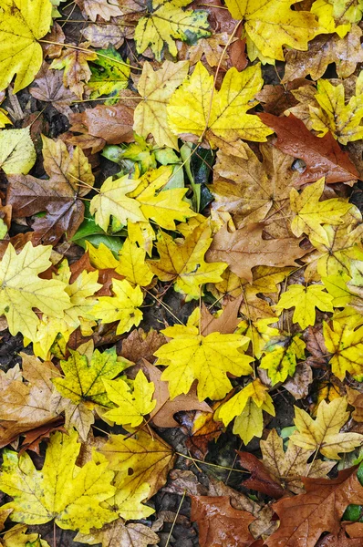 Fall leaves — Stock Photo, Image