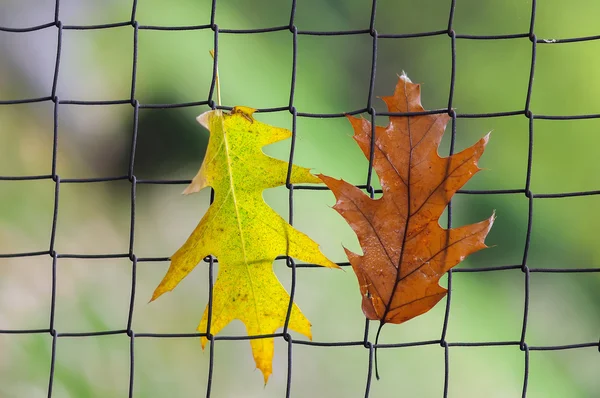 Leaves hanging on metal fence — Stock Photo, Image