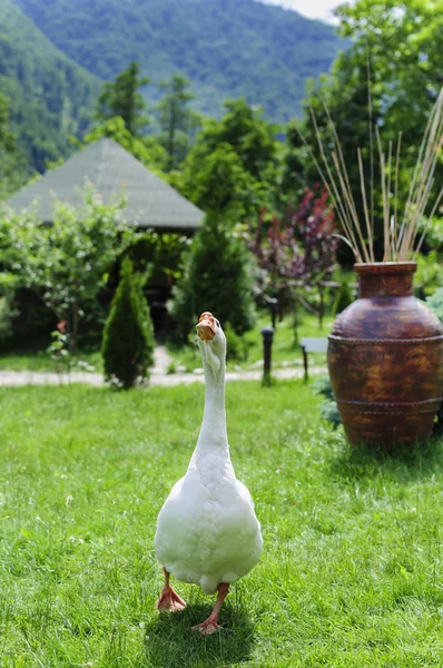 Oie blanche sur herbe verte — Photo
