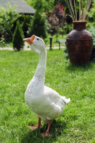 Ganso blanco sobre hierba verde — Foto de Stock