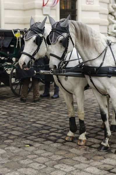 Vienna horses — Stock Photo, Image