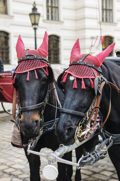 Vienna horses — Stock Photo, Image