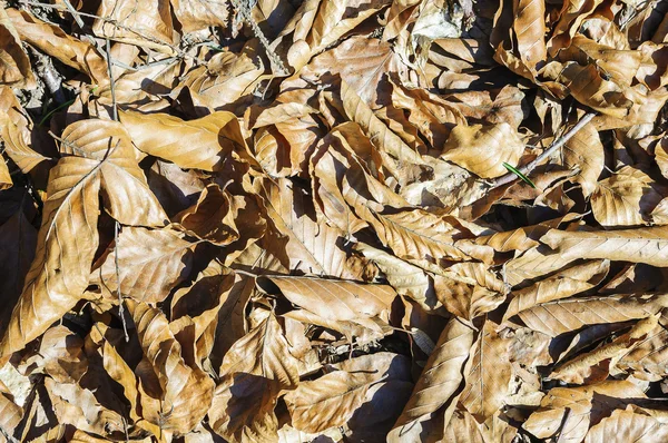 Brown fallen leaves on the ground. — Stock Photo, Image