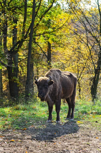 Búfalo rumano en otoño — Foto de Stock
