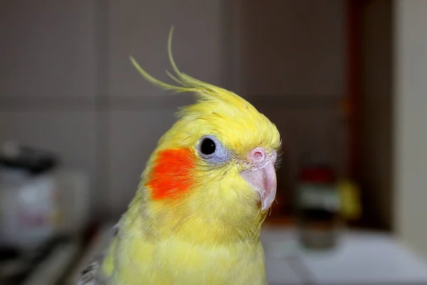 Papagaio Ninfa Corella Perfil — Fotografia de Stock