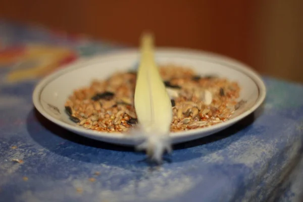 Parrot feather in a plate of food