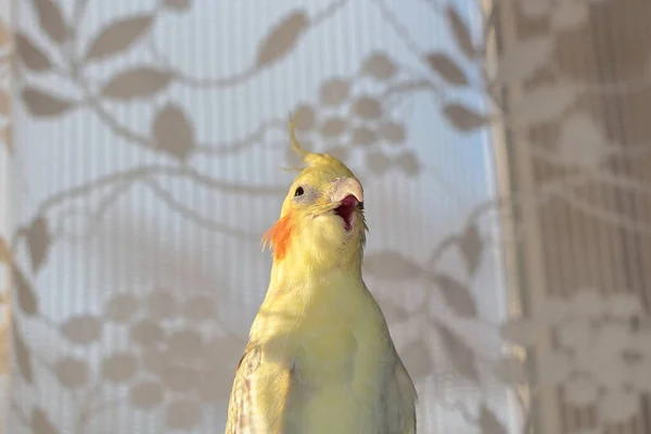 Papagaio Cockatiel Abre Seu Bico Largo — Fotografia de Stock