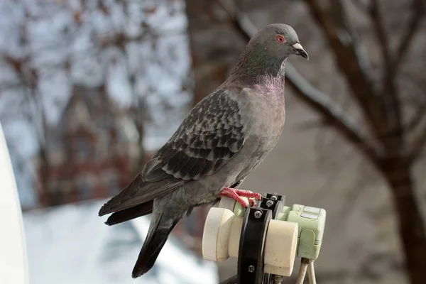 Pigeon Sitting Antenna — Stock Photo, Image