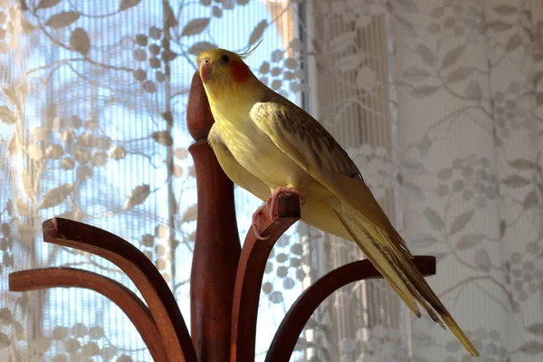 Papagaio Sentado Cabide Madeira — Fotografia de Stock