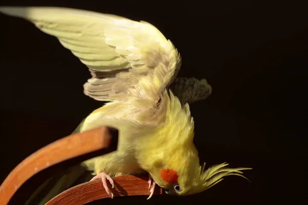 Cockatiel Papuga Chce Wystartować — Zdjęcie stockowe
