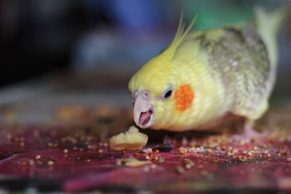 the parrot left his food on the table
