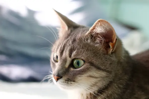 Beyaz çeneli bir seri kedi.