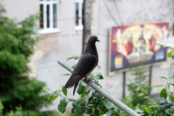 Rock Dove Ένα Μπαλκόνι Από Ανοξείδωτο Σωλήνα — Φωτογραφία Αρχείου