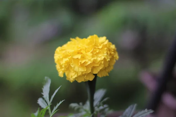 Közeli Kép Sárga Virág Virágzó Szabadban — Stock Fotó