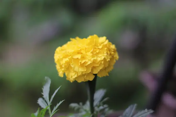 sarı çiçek çiçek açan açık havada Close-up