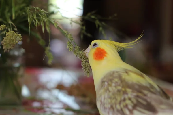 Papagaio Cockatiel Amarelo Come Grama Mesa — Fotografia de Stock