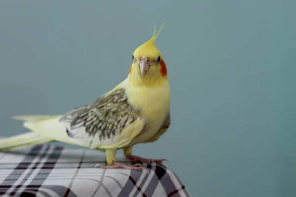 Papagaio Cockatiel Fêmea Senta Borda Uma Mesa — Fotografia de Stock