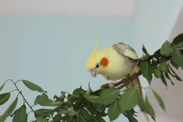 Kobieca Papuga Siedząca Gałęzi — Zdjęcie stockowe