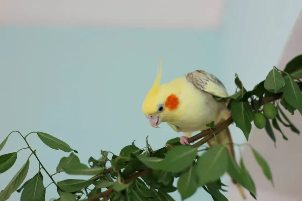 Weiblicher Nymphenpapagei Sitzt Auf Einem Ast — Stockfoto