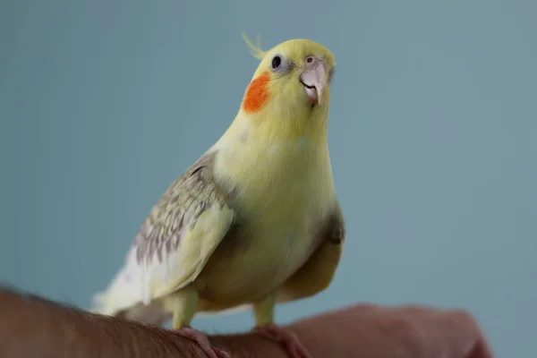 Pappagallo Cockatiel Femminile Siede Una Mano — Foto Stock