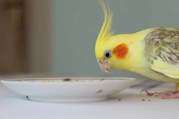 Vrouwelijke Papegaai Eet Van Een Bord — Stockfoto