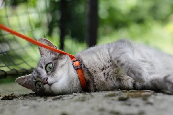 A cat with a leash lies on the ground